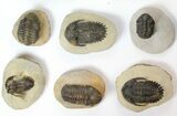 Lot: Assorted Devonian Trilobites - Pieces #133939-2